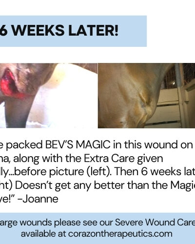 Bev's Equine Magic Salve (Corazon Therapeutics) - Image 5