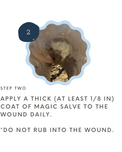 Bev's Equine Magic Salve (Corazon Therapeutics) - Image 3