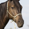 Bamboo Rope Halter with Lead