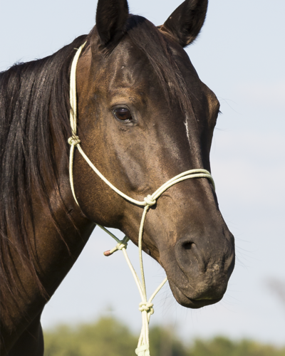 Bamboo Rope Halter with Lead