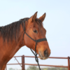 Martin Saddlery Braided Nylon Tape Halter
