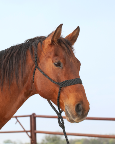 Martin Saddlery Braided Nylon Tape Halter