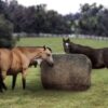 Slow Feed Round Bale Net
