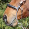 Professionals Choice Brittany Pozzi Medium Shank Hackamore