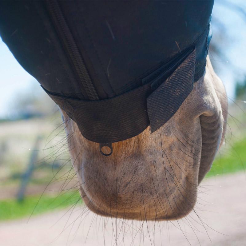 Bottes Back On Track Rejuvenate Smart Jock - Taille M - Neuf Avec Défauts - Pour Cheval