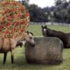 Slow Feed Round Bale Net