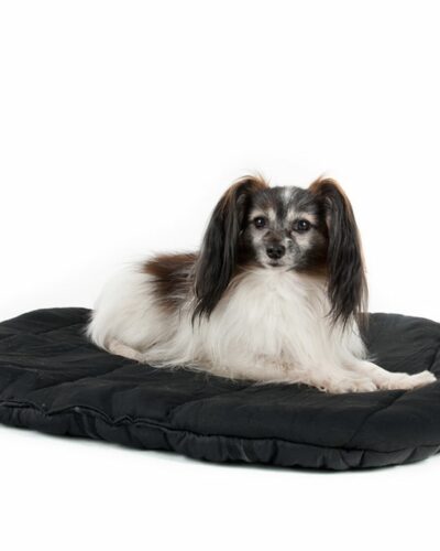 Back On Track Therapeutic Dog Bed