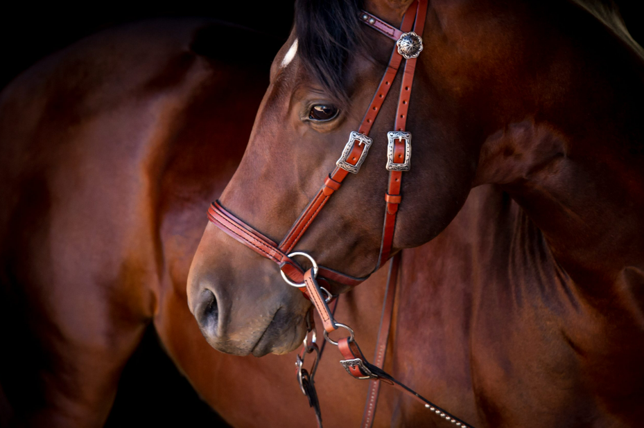 Deluxe Western Headstall w/ Antiqued Spots - Image 2