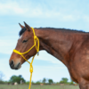 Cashel Gold Flat Braid Rope Halter & Lead