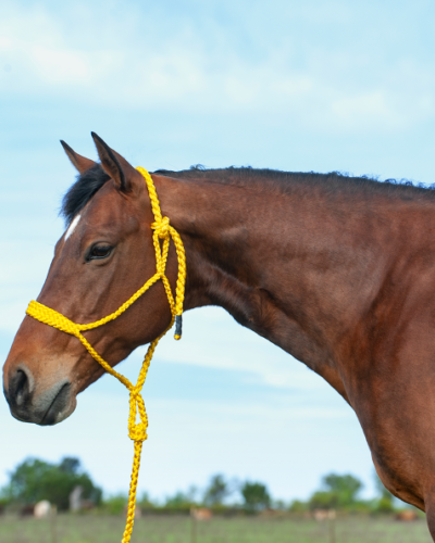 Cashel Gold Flat Braid Rope Halter & Lead