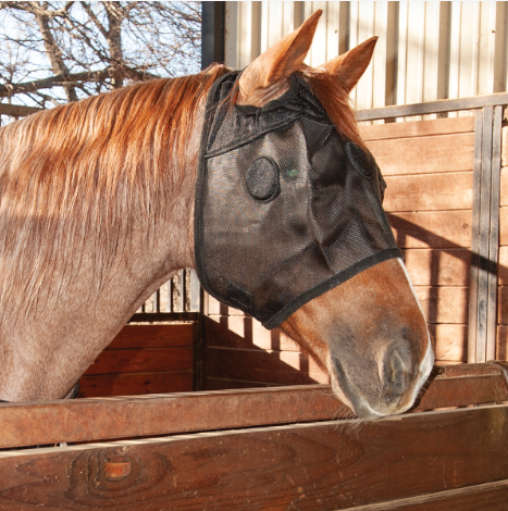 Classic Equine Magntx Mask