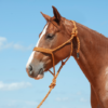 Cashel Copper Flat Braided Halter & Lead Rope