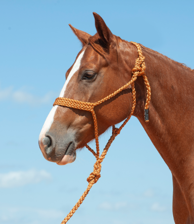 Cashel Copper Flat Braided Halter & Lead Rope