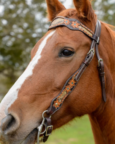 Alternative view of Circle Y Python Pass Browband Headstall