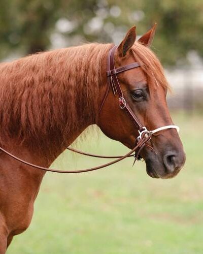Professional's Choice Ranch Lariat Nose Side Pull - Image 2