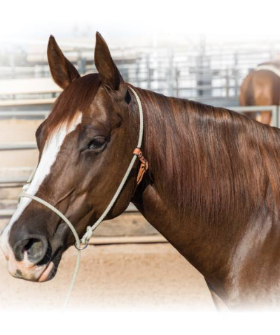 Alternative view of Professionals Choice Training Halter