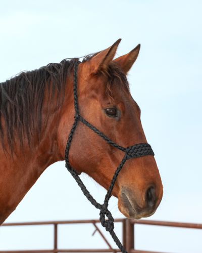 Alternative view of Classic Equine Wide Nose Flat Braid Halter & Leadrope