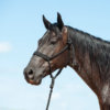 Cashel Black Flat Braid Halter & Leadrope