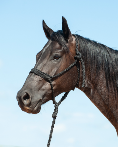 Cashel Black Flat Braid Halter & Leadrope