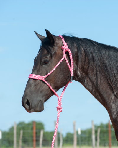 Cashel Pink Flat Braid Halter & Leadrope