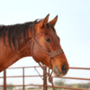 Classic Equine Wide Nose Flat Braid Halter & Leadrope