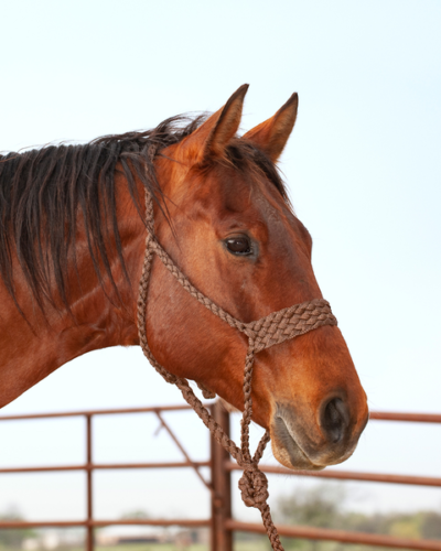 Classic Equine Wide Nose Flat Braid Halter & Leadrope