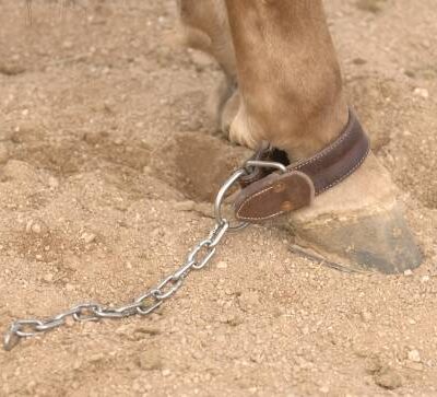 Alternative view of Professionals Choice AD Kicking Chain