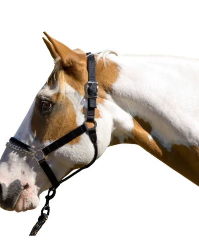 Blocker Control Halter- Yearling Size