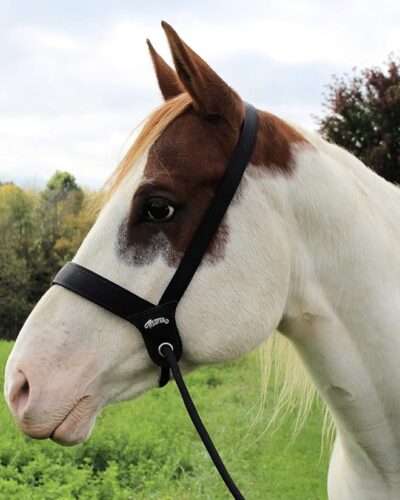 Weaver Leather Stacy Westfall Catch Halter - Image 2