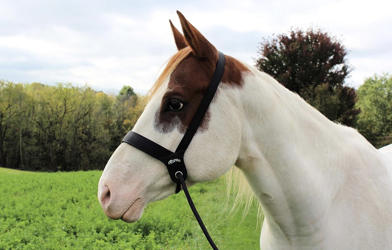 Weaver Leather Stacy Westfall Catch Halter - Image 2
