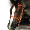 Professionals Choice Trail Bridle