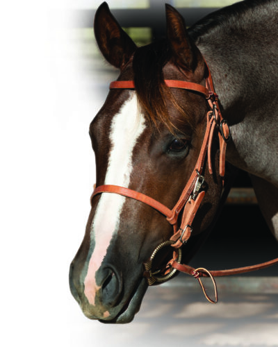 Professionals Choice Trail Bridle