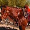 Professionals Choice German Martingale