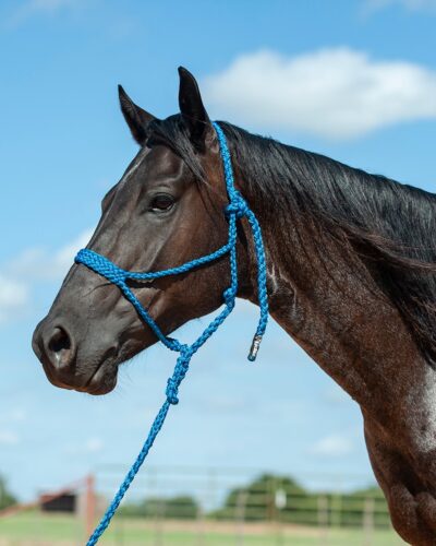Cashel Blue Flat Braided Halter w/ Lead Rope