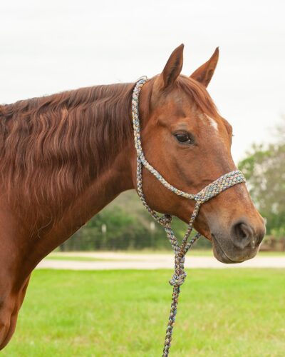 Cashel Mardi Gras Flat Braided Halter w/ Lead Rope