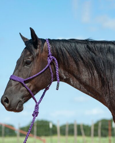 Cashel Purple Flat Braided Halter w/ Lead Rope