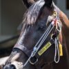 The Stableizer Equine Restraint & Training System