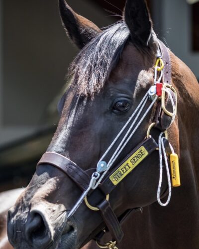 The Stableizer Equine Restraint & Training System