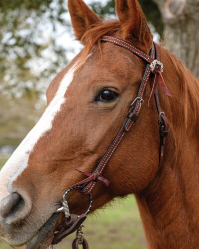 Alternative view of Circle Y Burnett Browband Headstall
