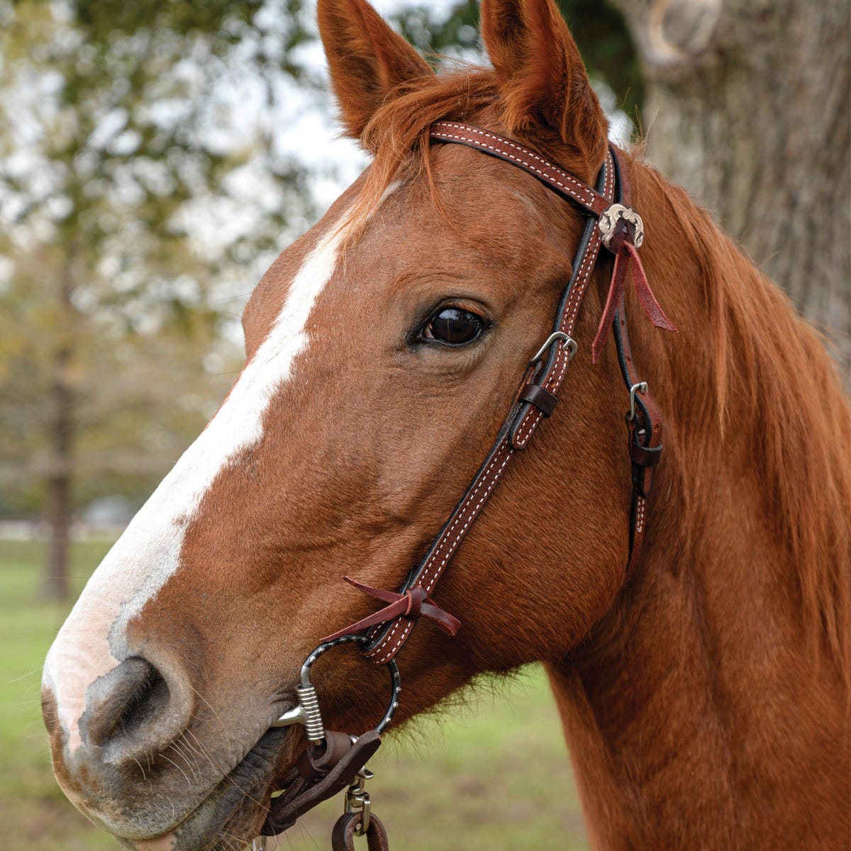 Circle Y Burnett Browband Headstall - Image 2